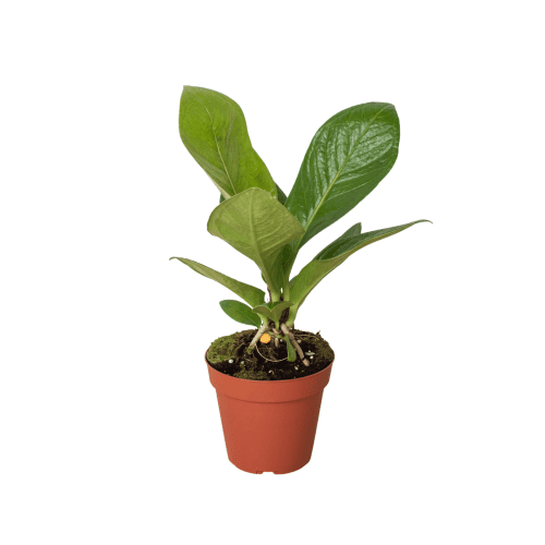 4 ANTHURIUM COBRA 1