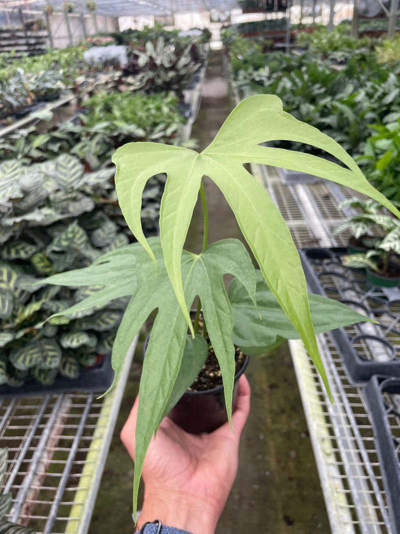 4 ANTHURIUM FINGERS TEMP