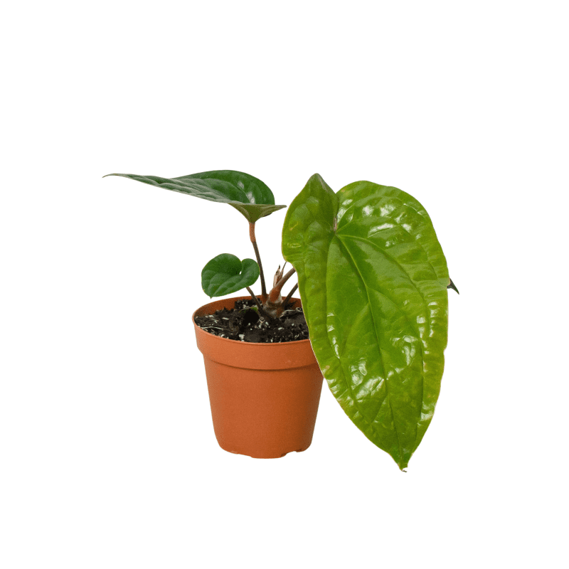 4 ANTHURIUM RADICANS.LUX 1