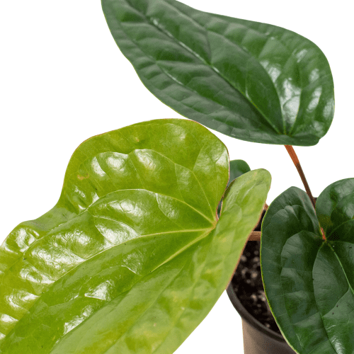 4 ANTHURIUM RADICANS.LUX 2