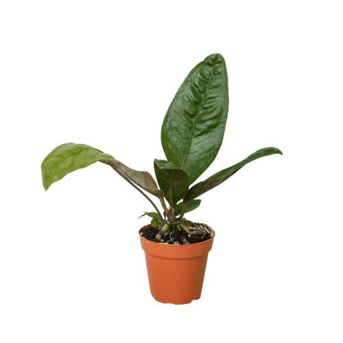 4 ANTHURIUM SUPERBUM 1