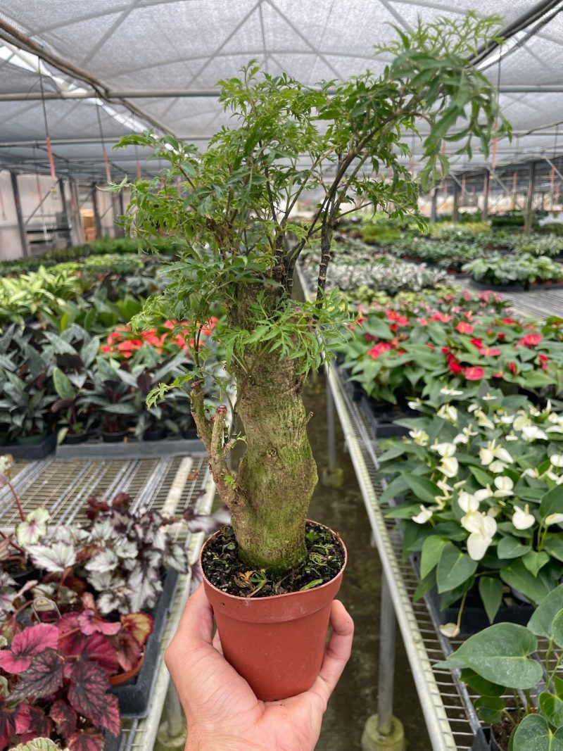 4 ARALIA MING.STUMP TEMP