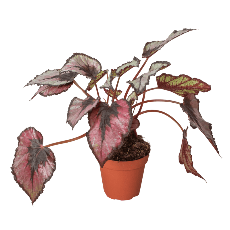 4 BEGONIA REX 1 dbdba00e 7909 4f21 a66f 57cc3dc0e820