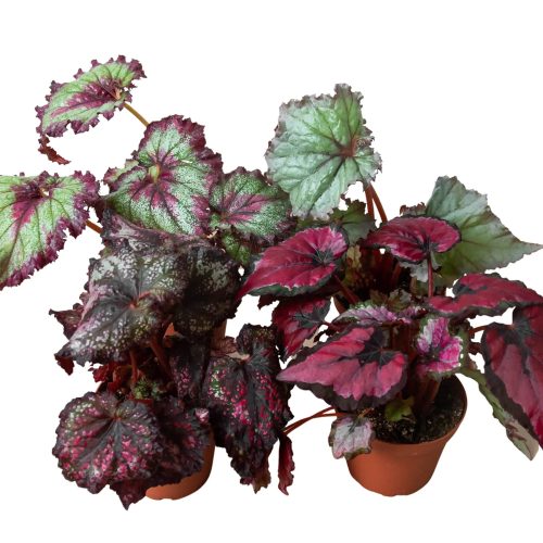 4 BEGONIA REX 4PK 2 1800x1800 02af0d2f dce2 4b9f bcee 40ddc29c89aa