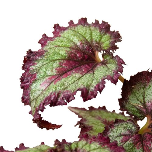 4 BEGONIA REX 4PK 3 1800x1800 4d24de3d 9369 41ce 878b 9f7d8df371c9