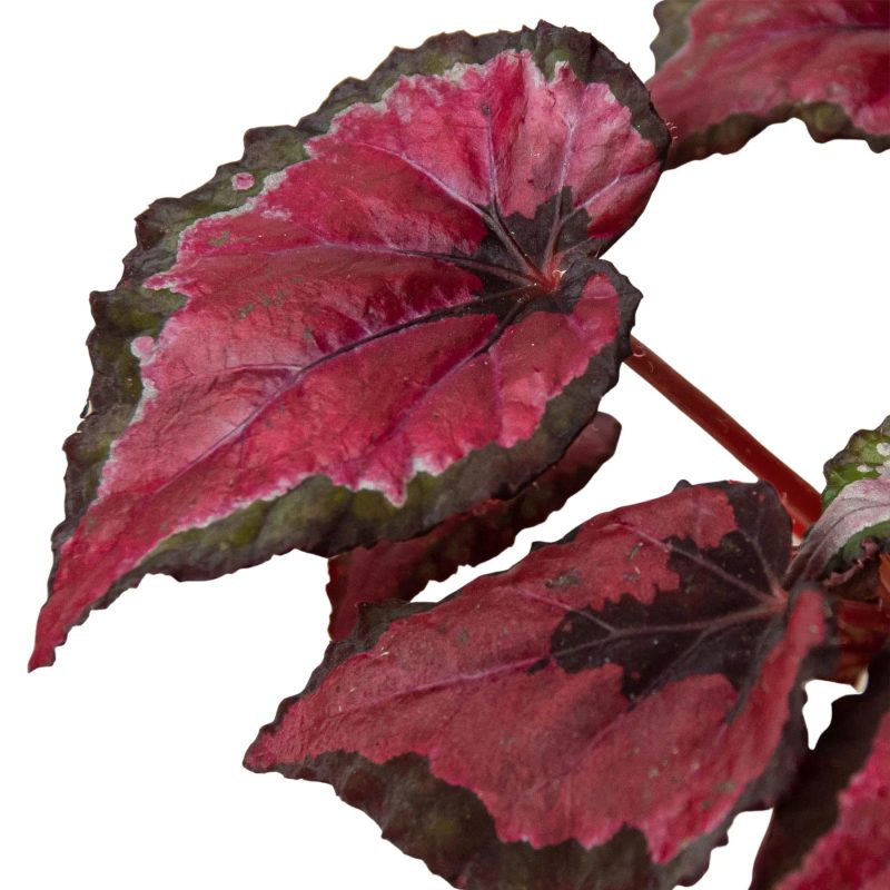 4 BEGONIA REX 4PK 4 1800x1800 f10822d3 b0d6 4899 94e8 9509d6ca623a