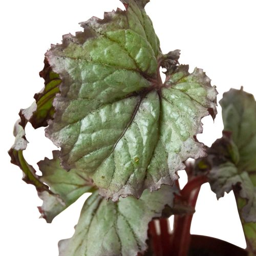 4 BEGONIA REX 4PK 5 1800x1800 93dcb457 f8fa 4e00 a575 69e49596ce31