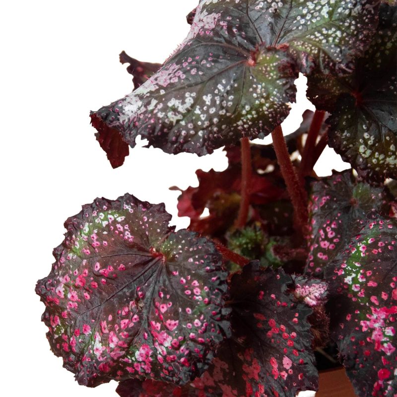 4 BEGONIA REX 4PK 6 1800x1800 24a5e74a fbff 41e2 9ffc 92eaedf628b4