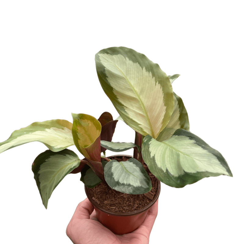 4 CALATHEA PICTURATA TEMP.Square