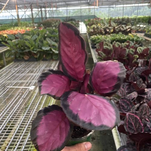 4 CALATHEA PURPLE.ROSE TEMP 10.13.23 02a034cc 4fc3 4e25 88a9 c8c48c2275f7