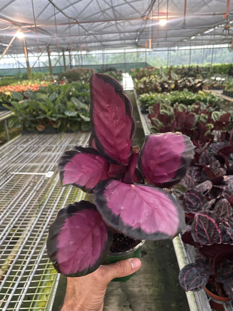 4 CALATHEA PURPLE.ROSE TEMP 10.13.23 02a034cc 4fc3 4e25 88a9 c8c48c2275f7