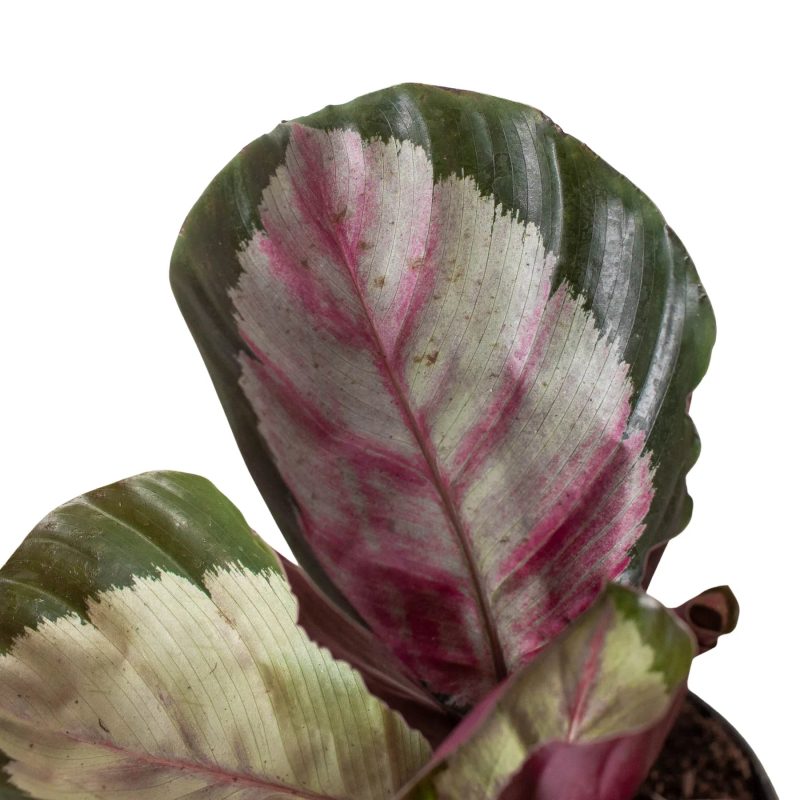 4 CALATHEA SILVIA 2 1800x1800 2a990181 e786 4a83 9e62 cad4cad7e031