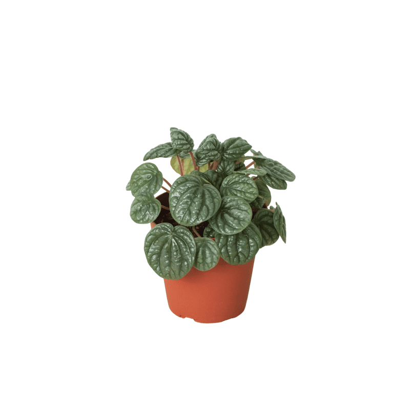 4 PEPEROMIA BURBELLA 1