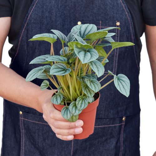 4 PEPEROMIA FROST 3 28ec685f 3254 4228 bcfb 89ab9f7ed7d7