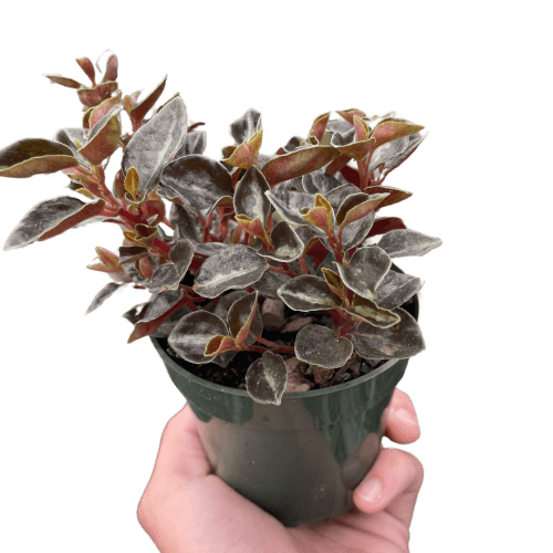 4 PEPEROMIA METALLICA TEMP.Square e273acd9 d4f5 44de 9e63 d0d5c14a58a7