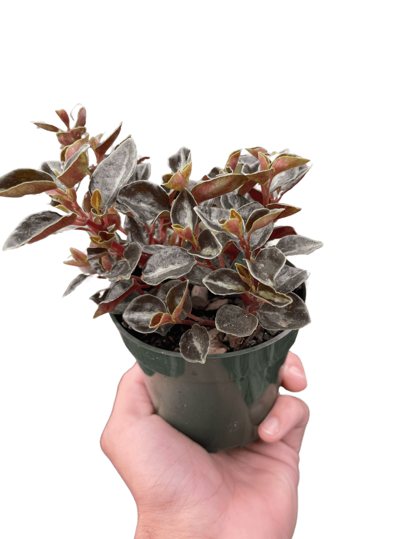 4 PEPEROMIA METALLICA TEMP 2.22.24 04bb8fac d17b 4bf4 adf2 7e126fa529ce