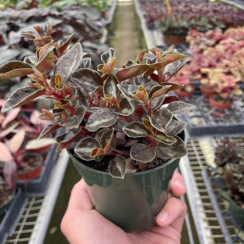 4 PEPEROMIA METALLICA TEMP 2.22.24 0d87c23b 7ef2 4ee5 b0d0 8a8f77d2fd26