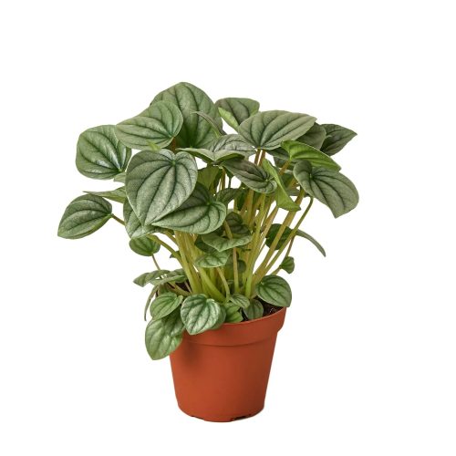 4 PEPEROMIA PLATINUM 1 1800x1800 1940be3a d48f 4e5d a50b aeccd156eb37