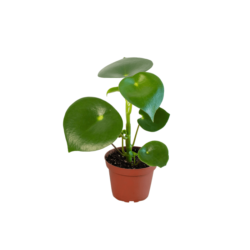 4 PEPEROMIA RAINDROP 1