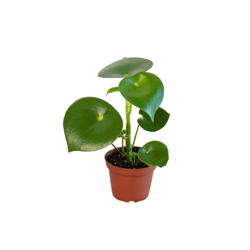 4 PEPEROMIA RAINDROP 1 0b496555 af7f 4363 bd03 d05bdf5ca46f