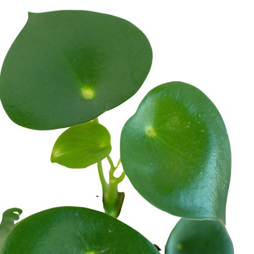 4 PEPEROMIA RAINDROP 2 1800x1800 34a9e094 3656 4fa4 a347 96a4782b8a94