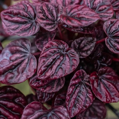 4 PEPEROMIA RIPPLE.RED 2.1 1800x1800 31763051 b3d1 40cb b354 07ff06d25a6d