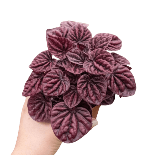 4 PEPEROMIA RIPPLE.RED 4.Square