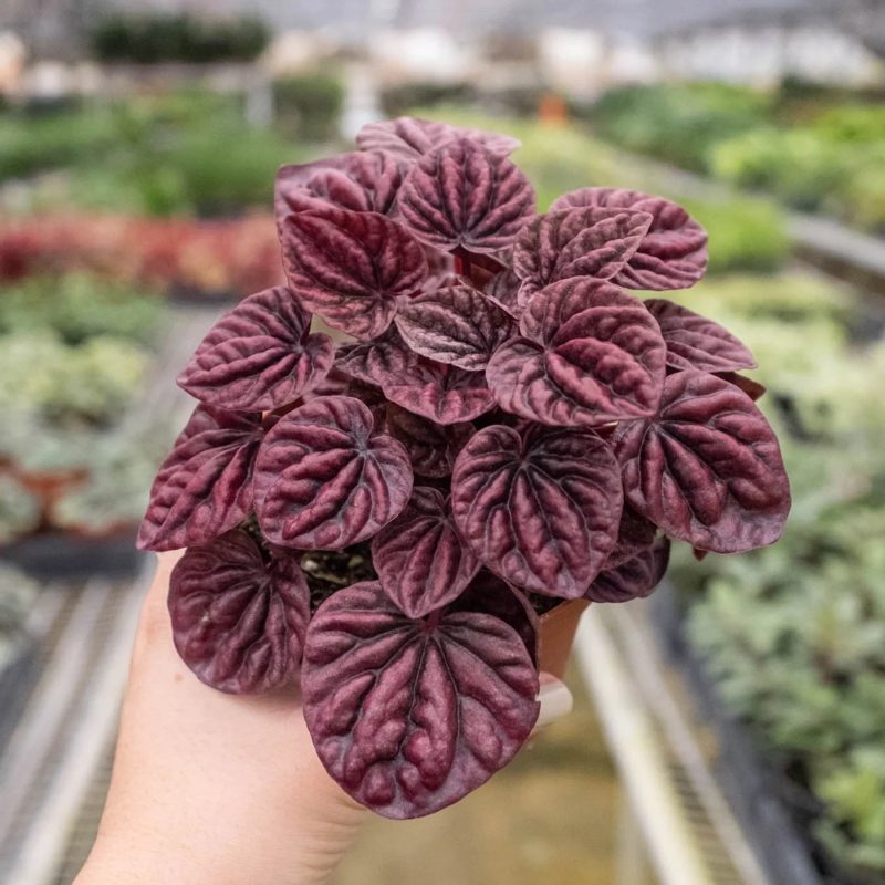 4 PEPEROMIA RIPPLE.RED 4 1800x1800 1057fd88 0f56 47cb 8138 e683d7cf1c82