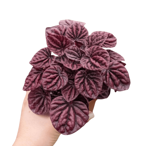 4 PEPEROMIA RIPPLE.RED 4 1800x1800 1 removebg 78dce0b5 44ac 41cb 98ae 9eca3911b03f