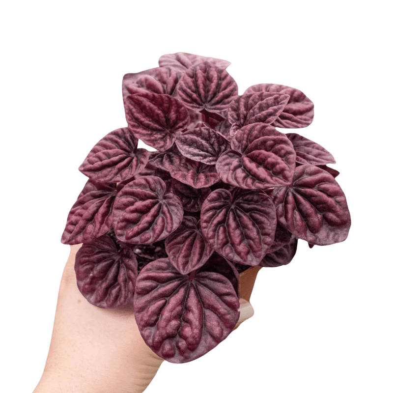 4 PEPEROMIA RIPPLE.RED 4 1800x1800 1 removebg 78dce0b5 44ac 41cb 98ae 9eca3911b03f