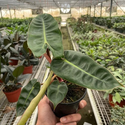 4 PHILODENDRON BILLIETIAE TEMP