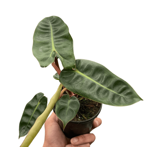 4 PHILODENDRON BILLIETIAE TEMP