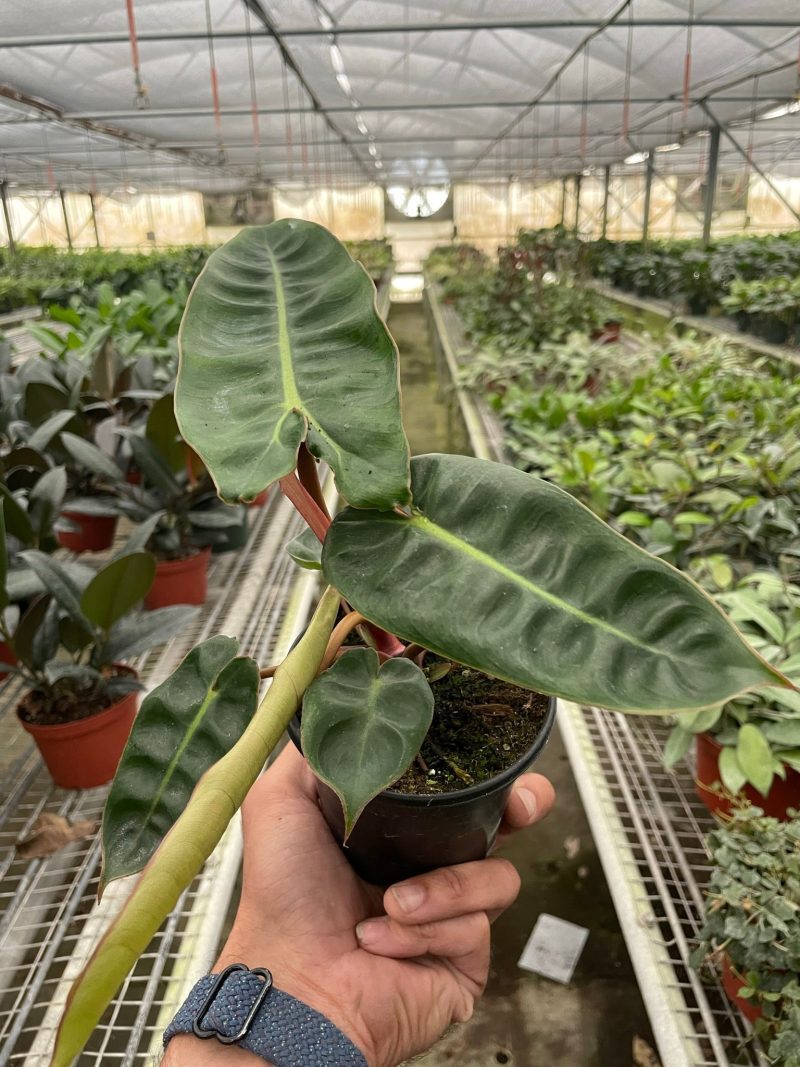 4 PHILODENDRON BILLIETIAE TEMP