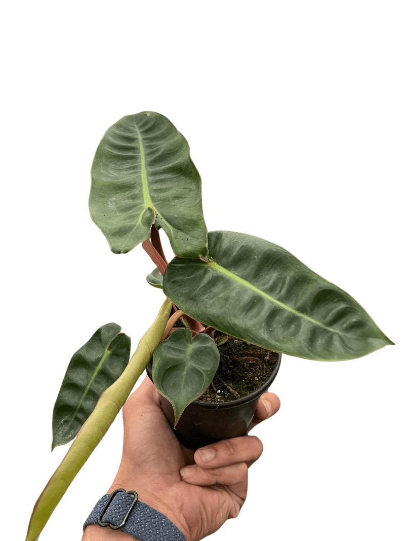 4 PHILODENDRON BILLIETIAE TEMP