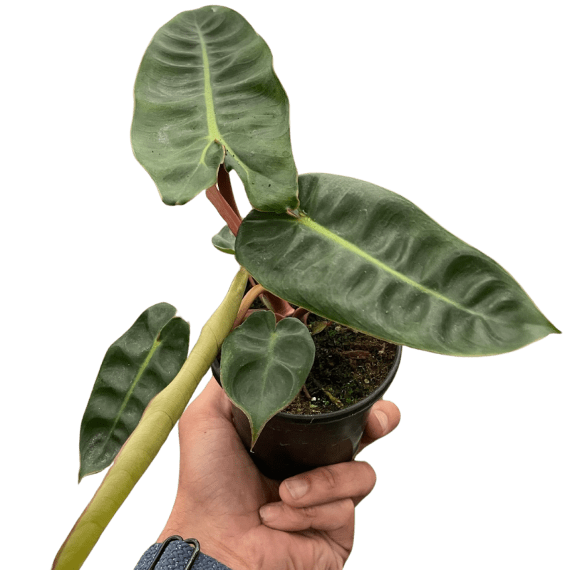 4 PHILODENDRON BILLIETIAE TEMP.Square