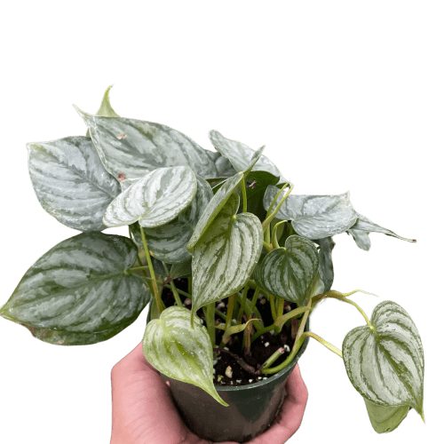 4 PHILODENDRON BRANDI TEMP