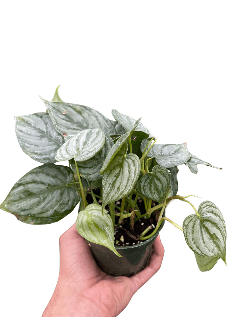 4 PHILODENDRON BRANDI TEMP