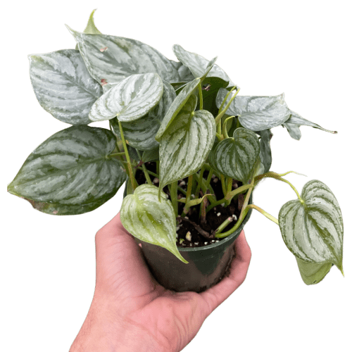 4 PHILODENDRON BRANDI TEMP.Square