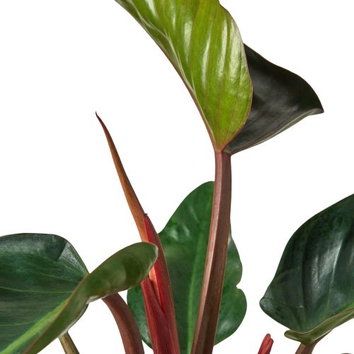 4 PHILODENDRON CONGO.ROJO 2 1800x1800 264ce6f6 a97c 446a 8d5e 644fac29d215