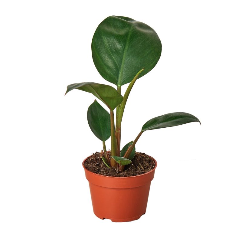 4 PHILODENDRON CONGO.ROJO MAIN 2d460da0 9131 4780 a08d e83c1469a2c0