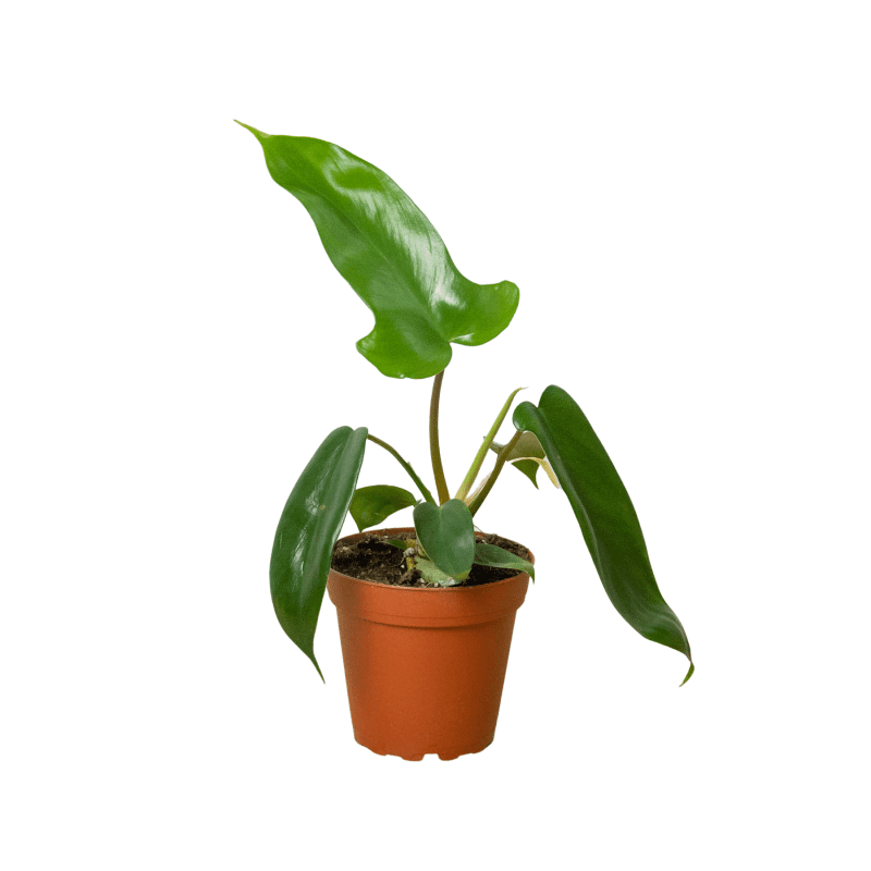 4 PHILODENDRON FLORIDA GREEN 1