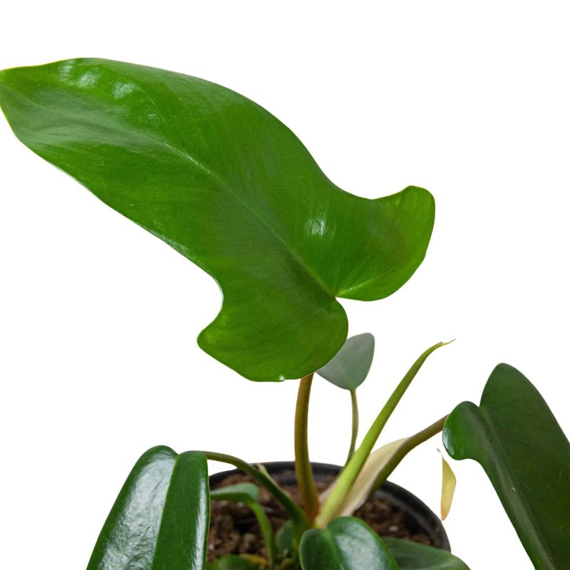 4 PHILODENDRON FLORIDA GREEN 2 1800x1800 ceca687b 53c9 43ab 984e 3afe1fd31434