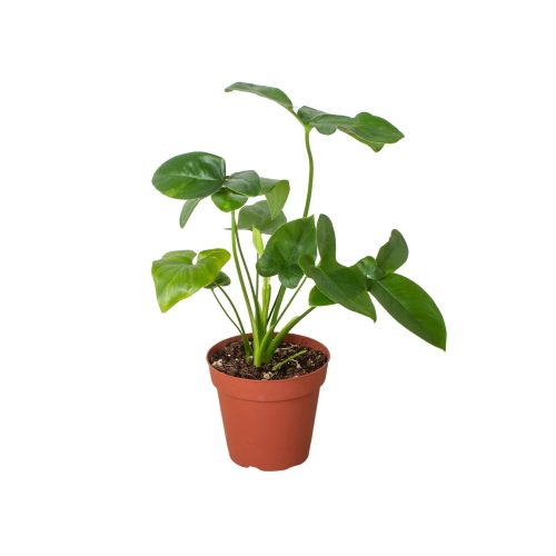 4 PHILODENDRON GOELDII 1 1800x1800 247881be c754 4544 a963 198e35ceea4d