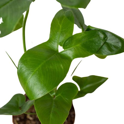 4 PHILODENDRON GOELDII 2 1800x1800 1b382309 80ca 44e9 8611 b6ef6cc6c720