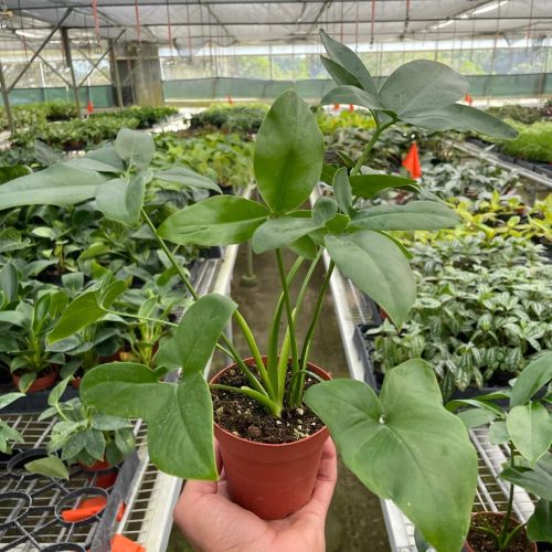 4 PHILODENDRON GOELDII TEMP 1536x2048 e92dc145 dfbf 4c90 9794 e94df02a1d37