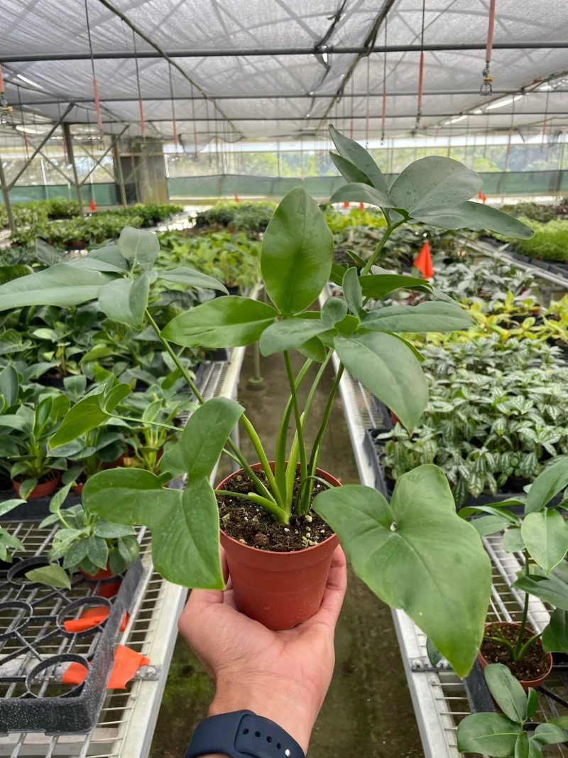 4 PHILODENDRON GOELDII TEMP 1536x2048 e92dc145 dfbf 4c90 9794 e94df02a1d37