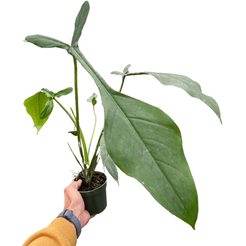 4 PHILODENDRON JOEPII