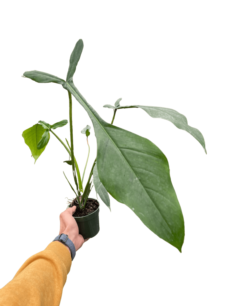 4 PHILODENDRON JOEPII