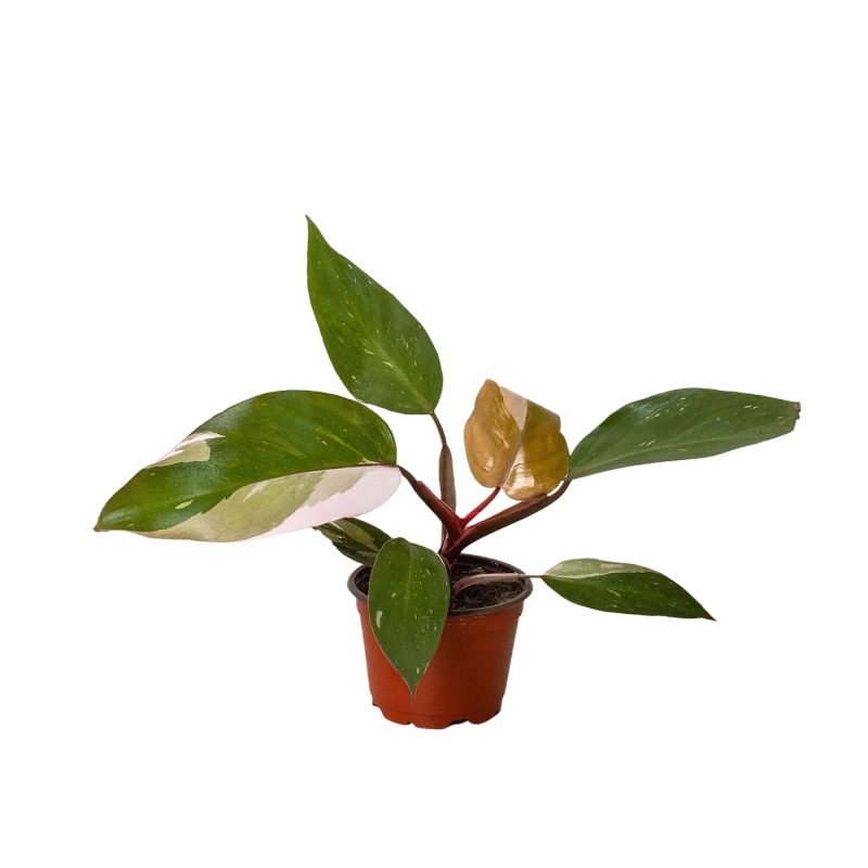 4 PHILODENDRON PINK PRINCESS 1.1 1800x1800 303d3050 b6c1 47cf ba39 a6a8f7ed6b82