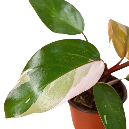 4 PHILODENDRON PINK PRINCESS 2.1 1800x1800 a454e998 c191 479b b970 55d7c95a4fcf